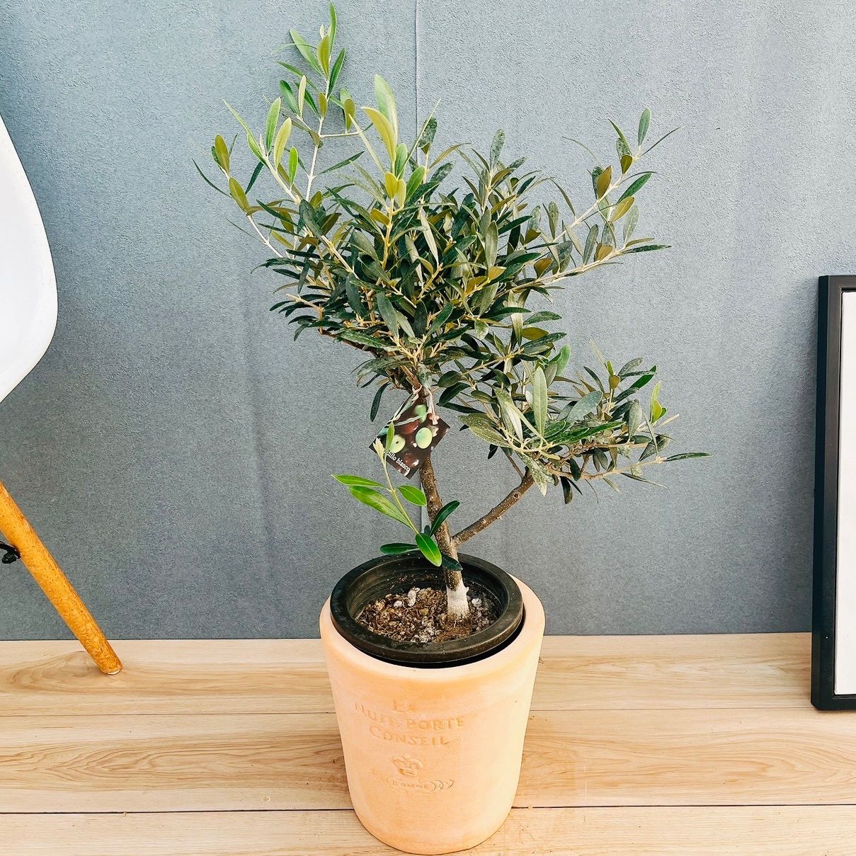 現品］82番 創樹 オリーブ ネバディロブランコ 6号 観葉植物 屋外 