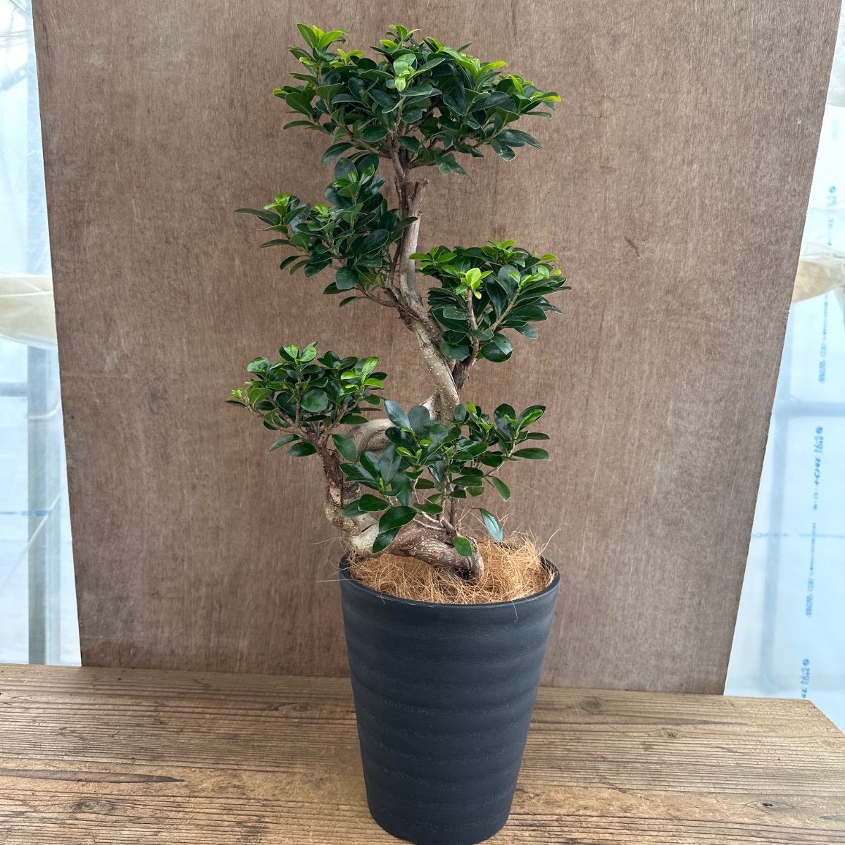 パンダガジュマル Ficus microcarpa 'Panda' 現品 昇り龍 仕立て