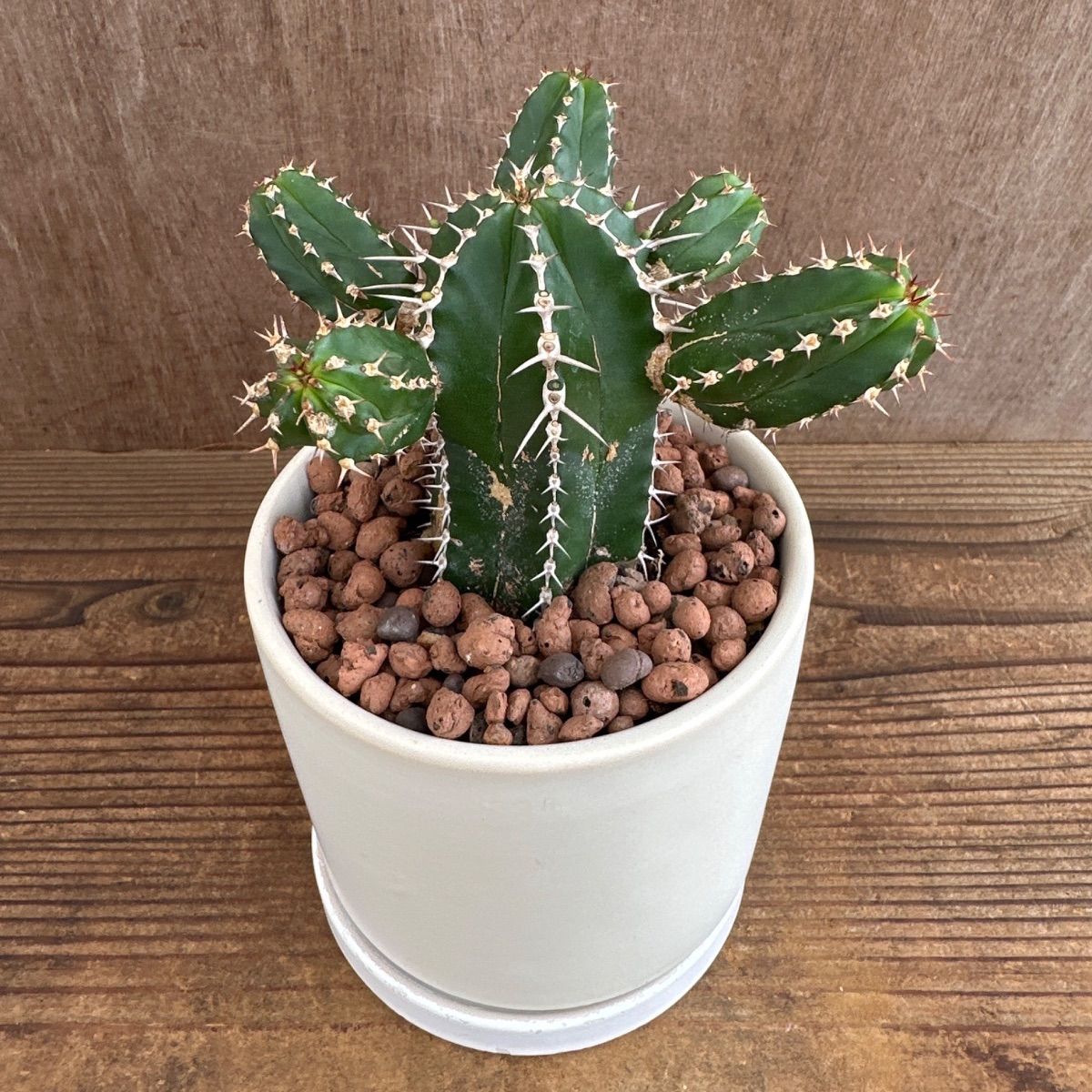 ユーフォルビア 大正キリン 白陶器鉢 現品 Euphorbia echinus