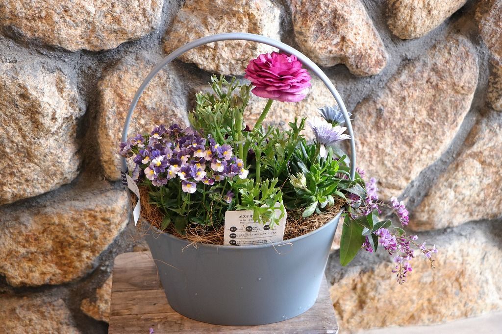当店オリジナル】 持ち手付き♪パープルガーデン寄せ植え 【現品222