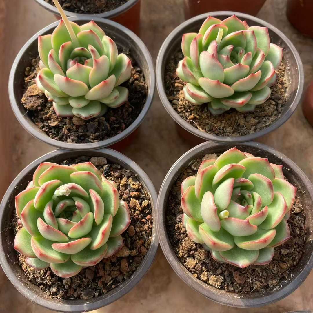 多肉植物 Z3035 モンブラン 15株 抜き苗 エケベリア セダム