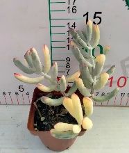 多肉植物 Z3101 ボウヨウフクムスメニシキ 32株 抜き苗 エケベリア