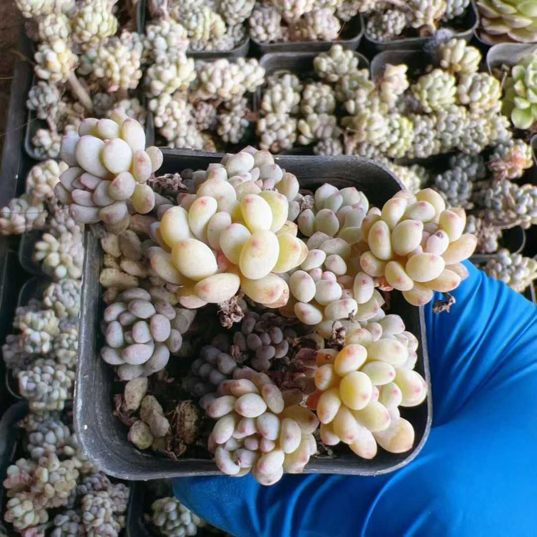 多肉植物 Z3044 ブルービーン 32株 抜き苗 エケベリア セダム