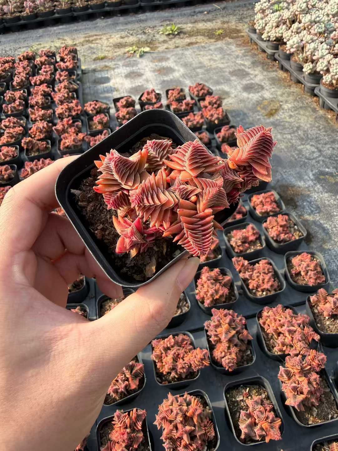 多肉植物 Z3029 アカネノタワー 32株 抜き苗 エケベリア セダム