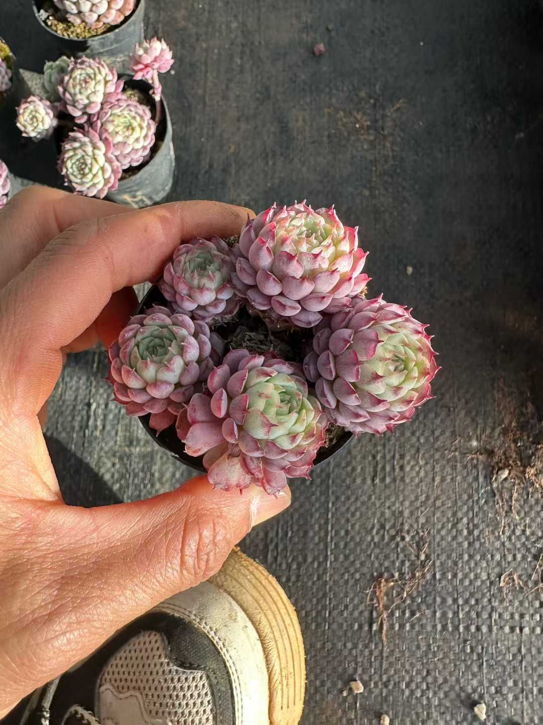 多肉植物 Z3040 リトルレッドコートハイブリッド 50株 抜き苗