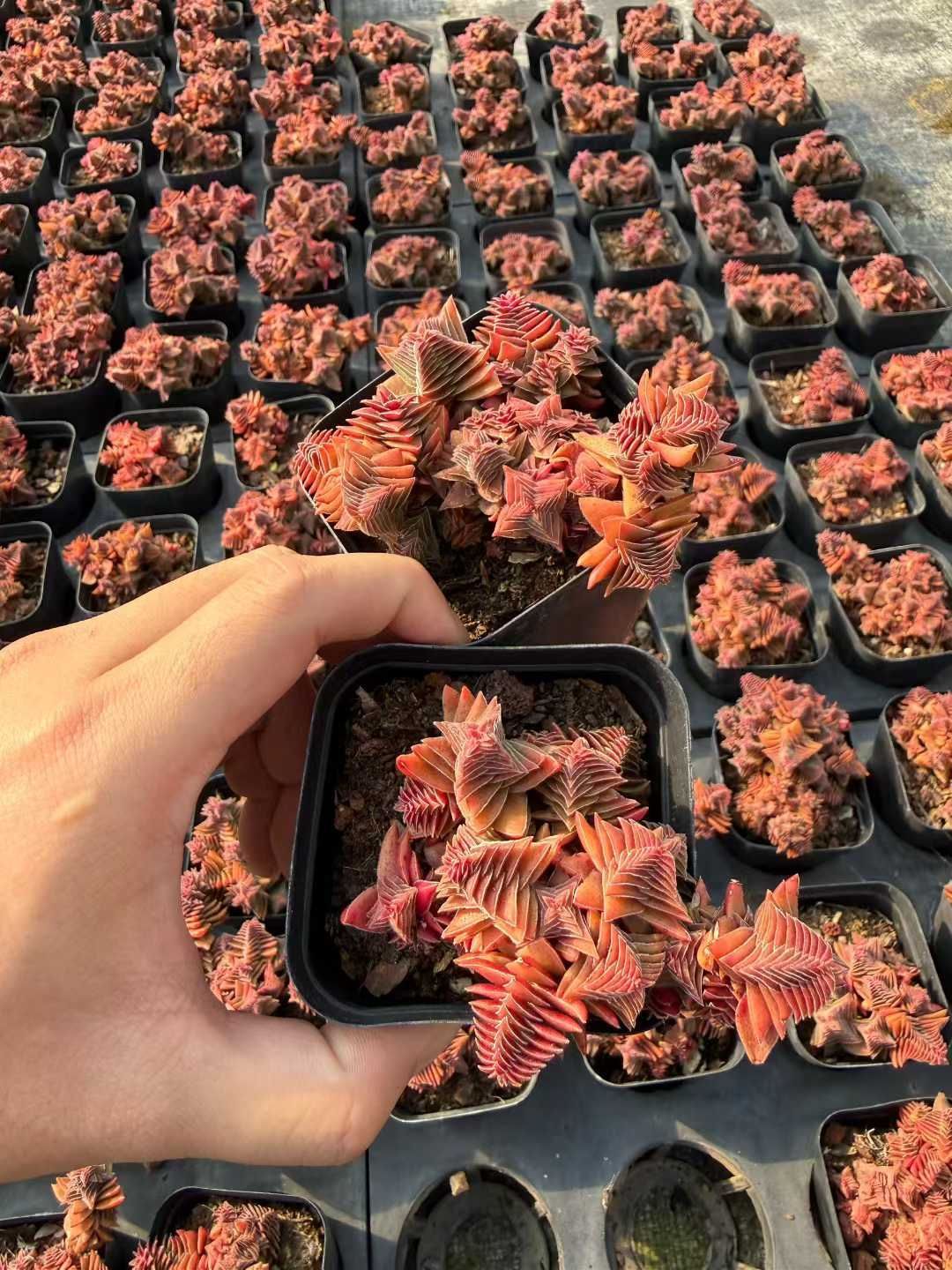 多肉植物 Z3029 アカネノタワー 32株 抜き苗 エケベリア セダム