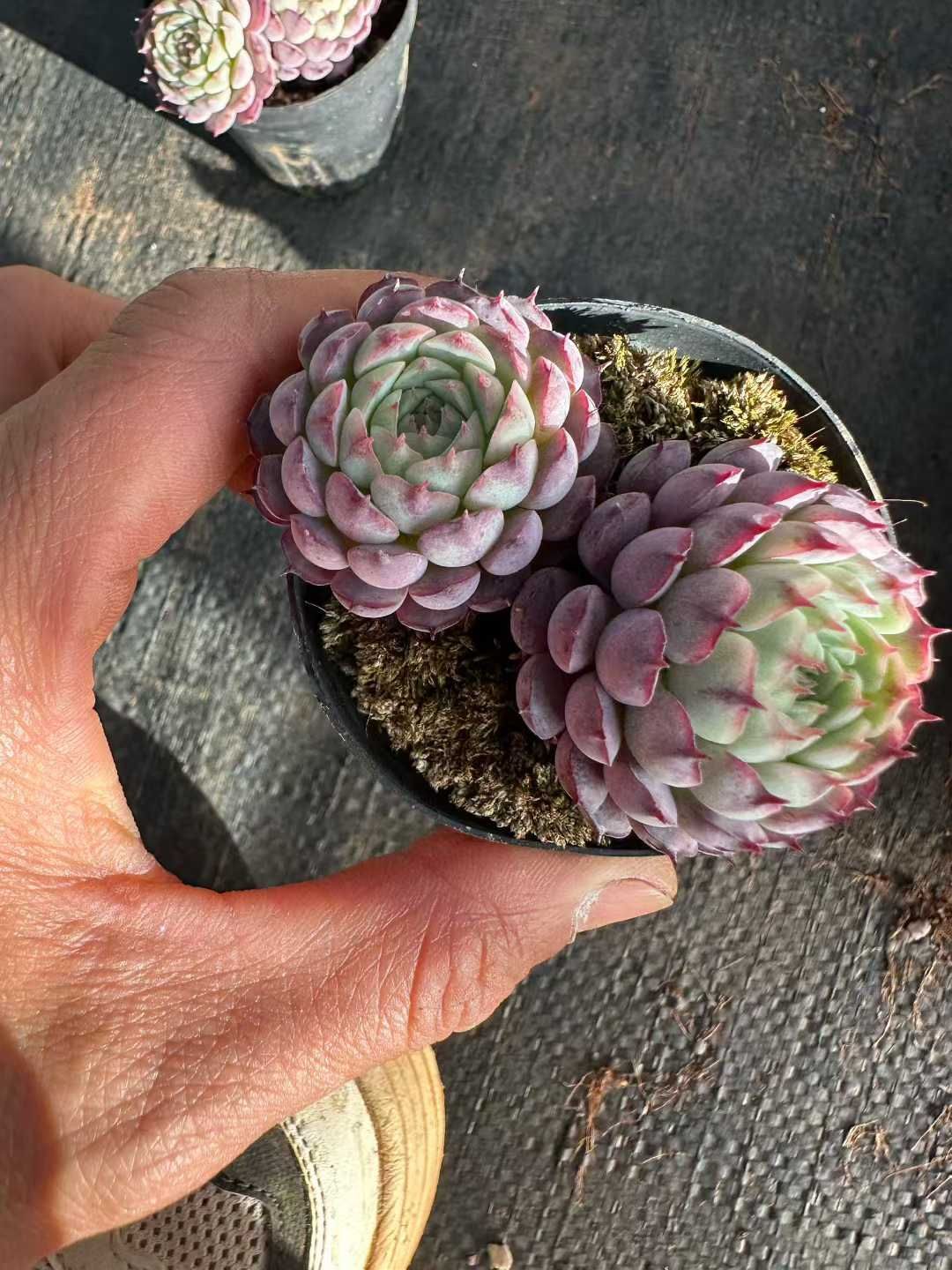 多肉植物 Z3040 リトルレッドコートハイブリッド 50株 抜き苗