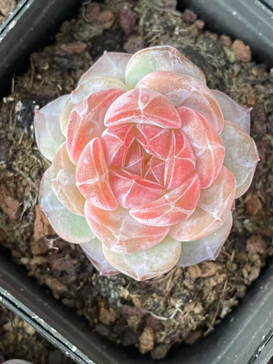 多肉植物 Z3077 トウシン 40株 抜き苗 エケベリア セダム アエオニウム