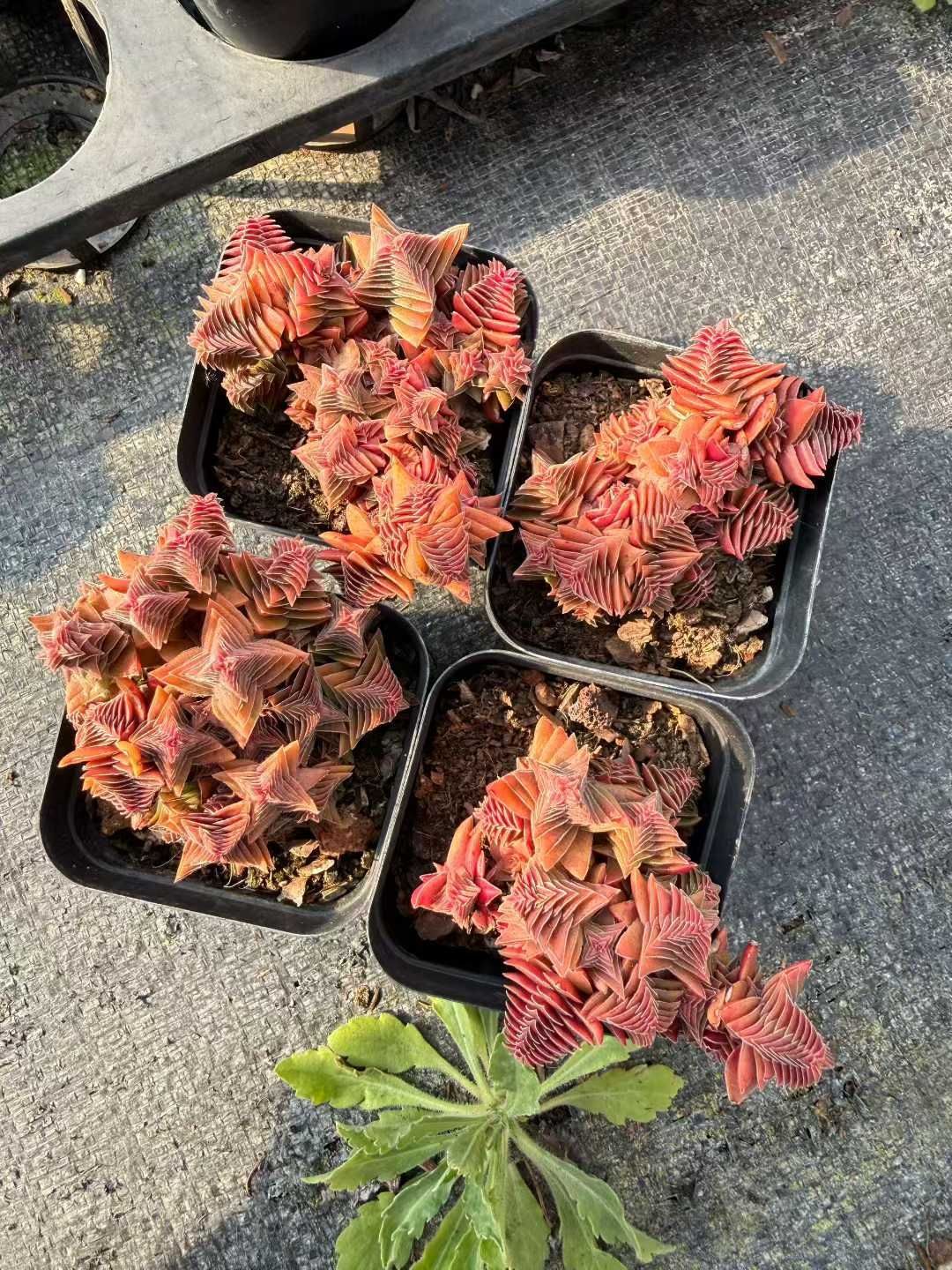 多肉植物 Z3029 アカネノタワー 32株 抜き苗 エケベリア セダム