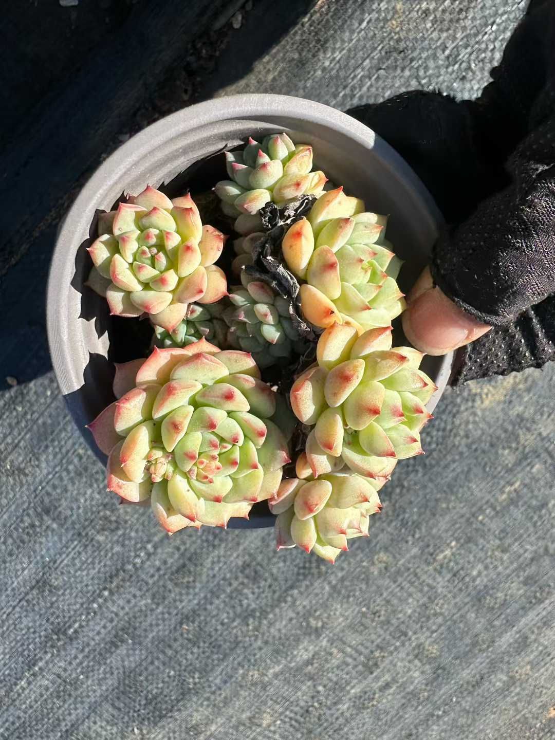 多肉植物 Z3041 パンダガオ 18株 抜き苗 エケベリア セダム