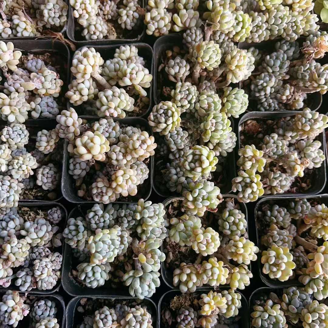 多肉植物 Z3044 ブルービーン 32株 抜き苗 エケベリア セダム