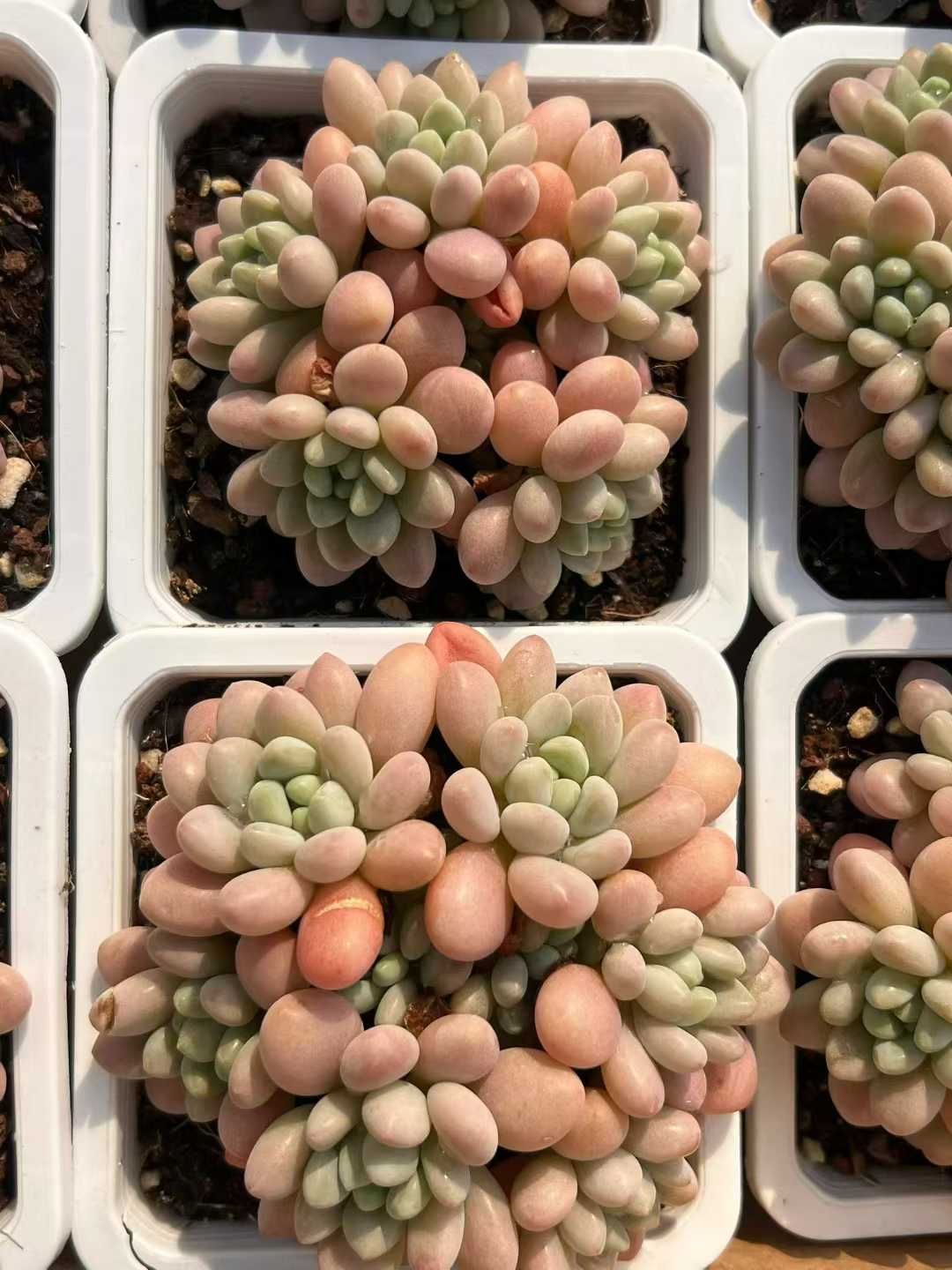 多肉植物 Z3067 ロココ 12株 抜き苗 エケベリア セダム アエオニウム