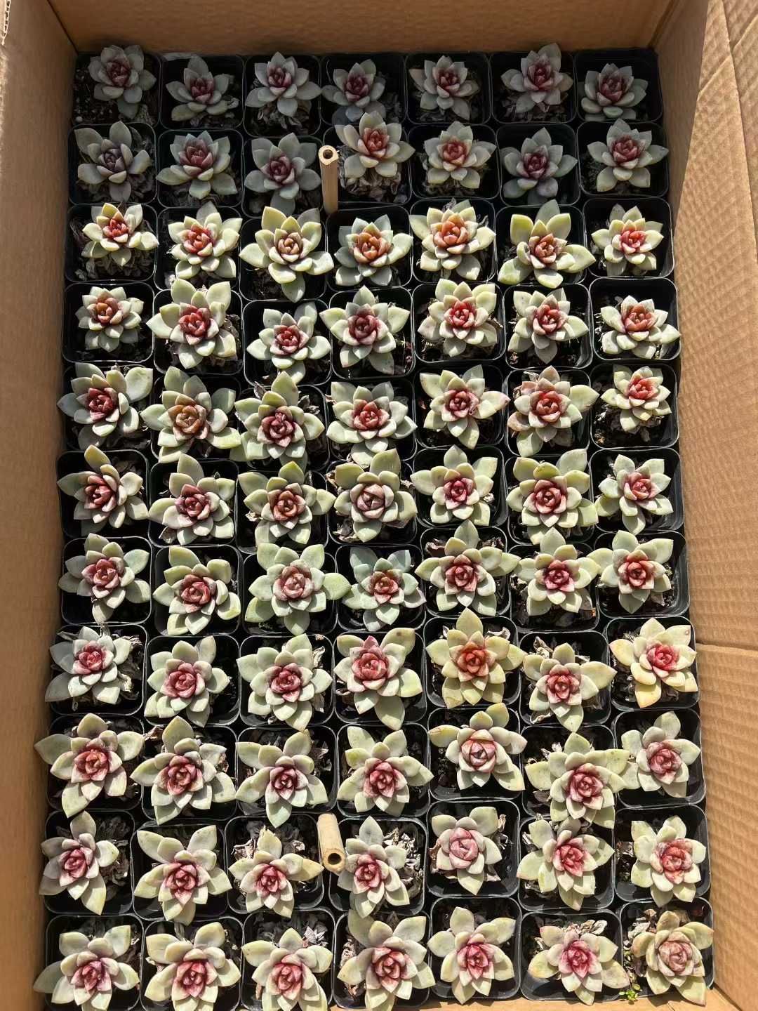 多肉植物 Z3045 ドイツシャンペン 40株 抜き苗 エケベリア セダム