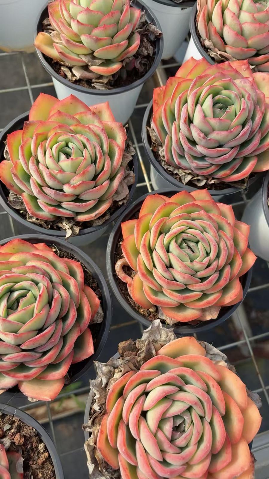 多肉植物 Z3039 シンロ 18株 抜き苗 エケベリア セダム アエオニウム