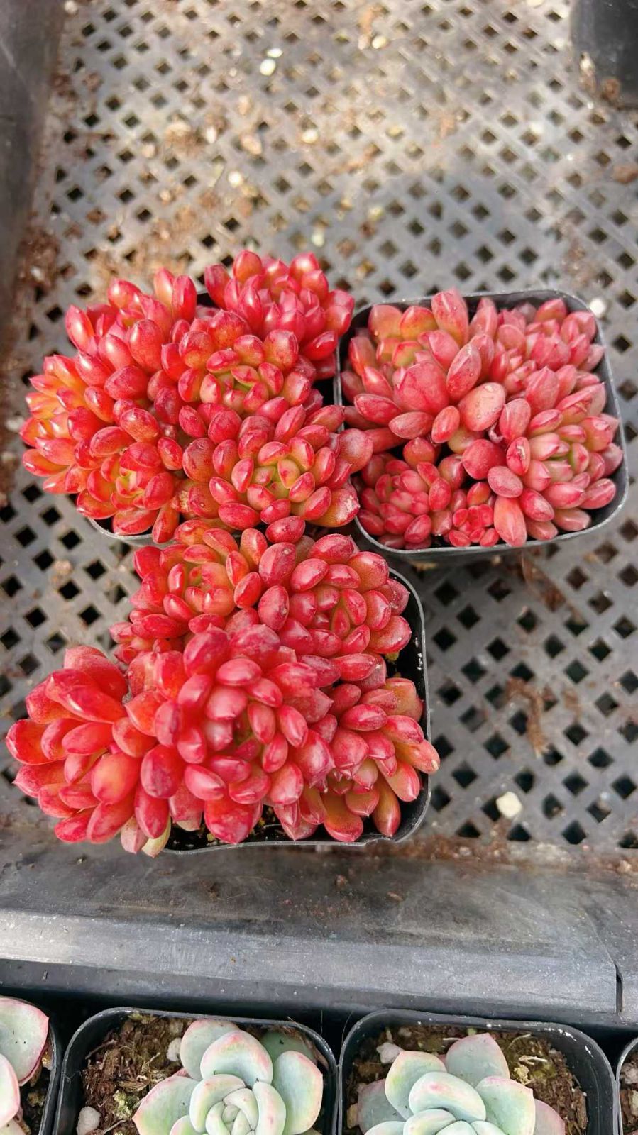 多肉植物 Z3046 コウホウセキグン 40株 抜き苗 エケベリア セダム