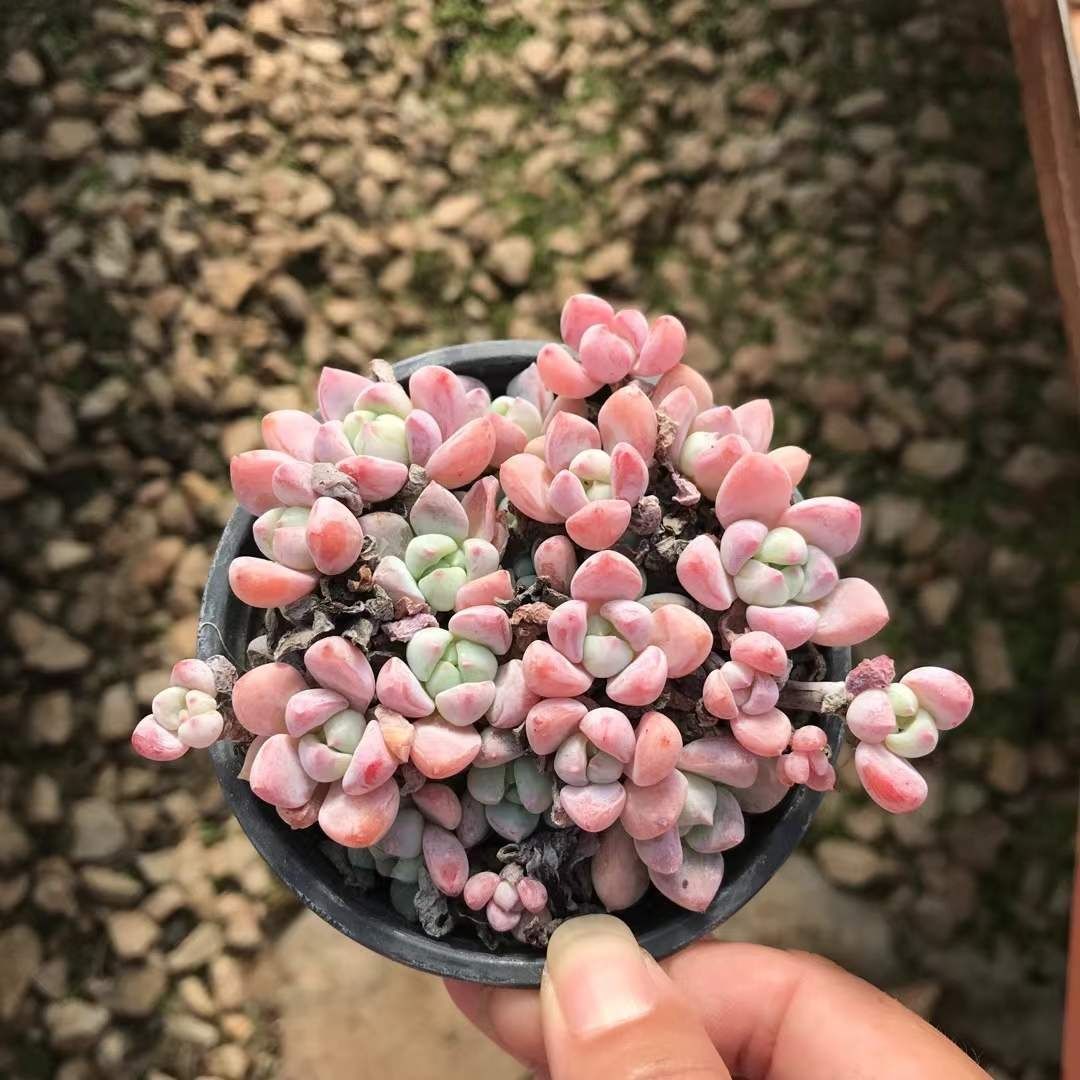 多肉植物 Z3080 センボンザクラ 18株 抜き苗 エケベリア セダム