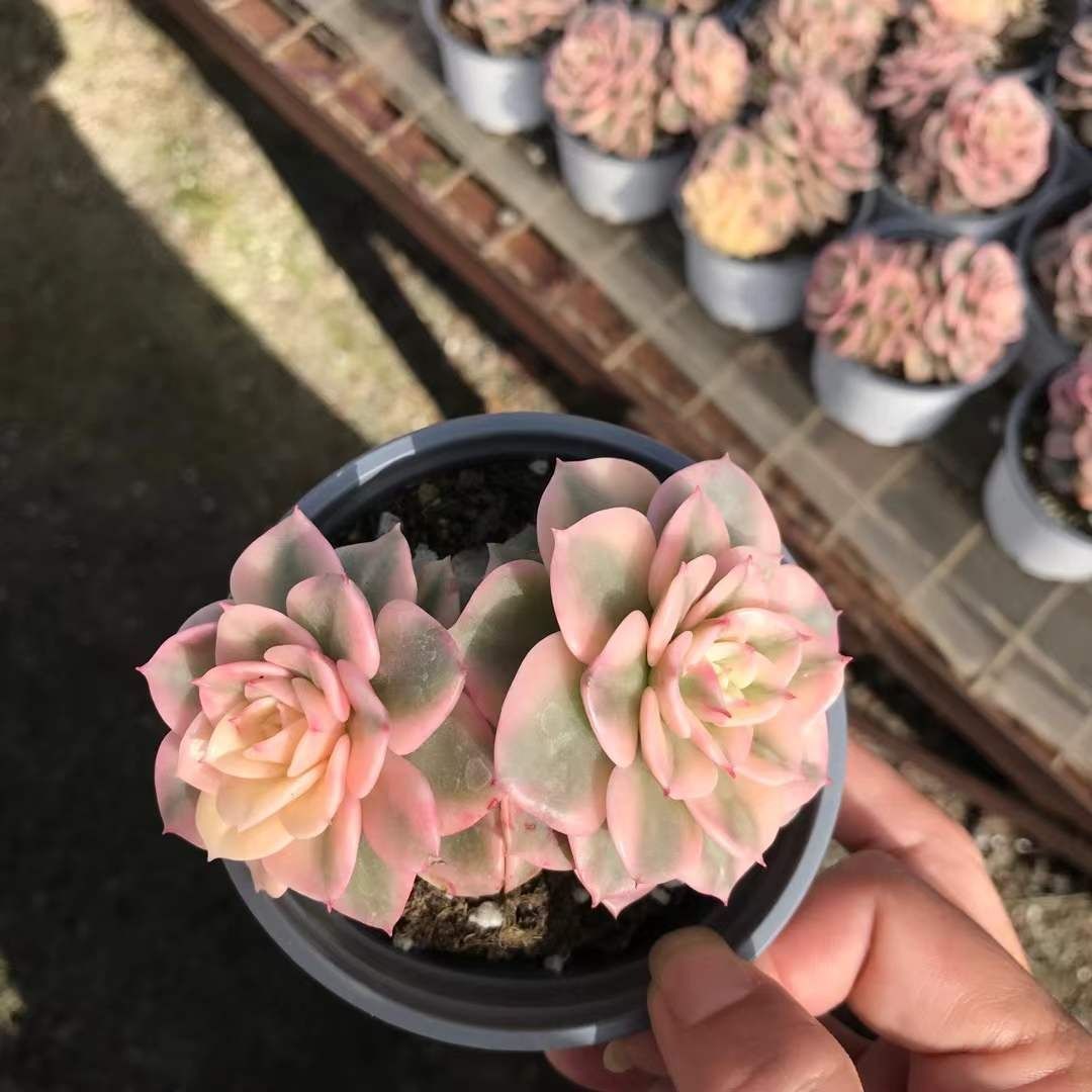 多肉植物 Z3083 ワックスペオニーバリエゲイティッド 18株 抜き苗