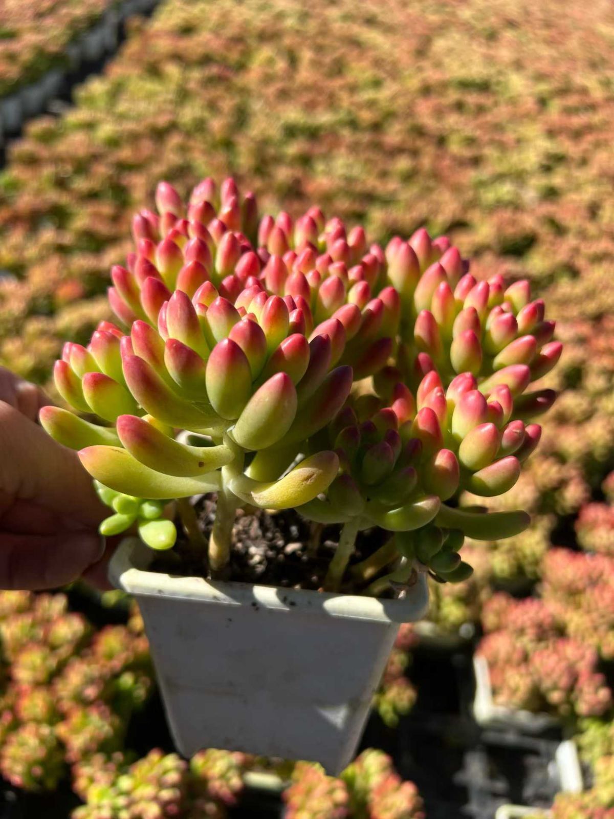 多肉植物 Z3088 シュンホウ 18株 抜き苗 エケベリア セダム