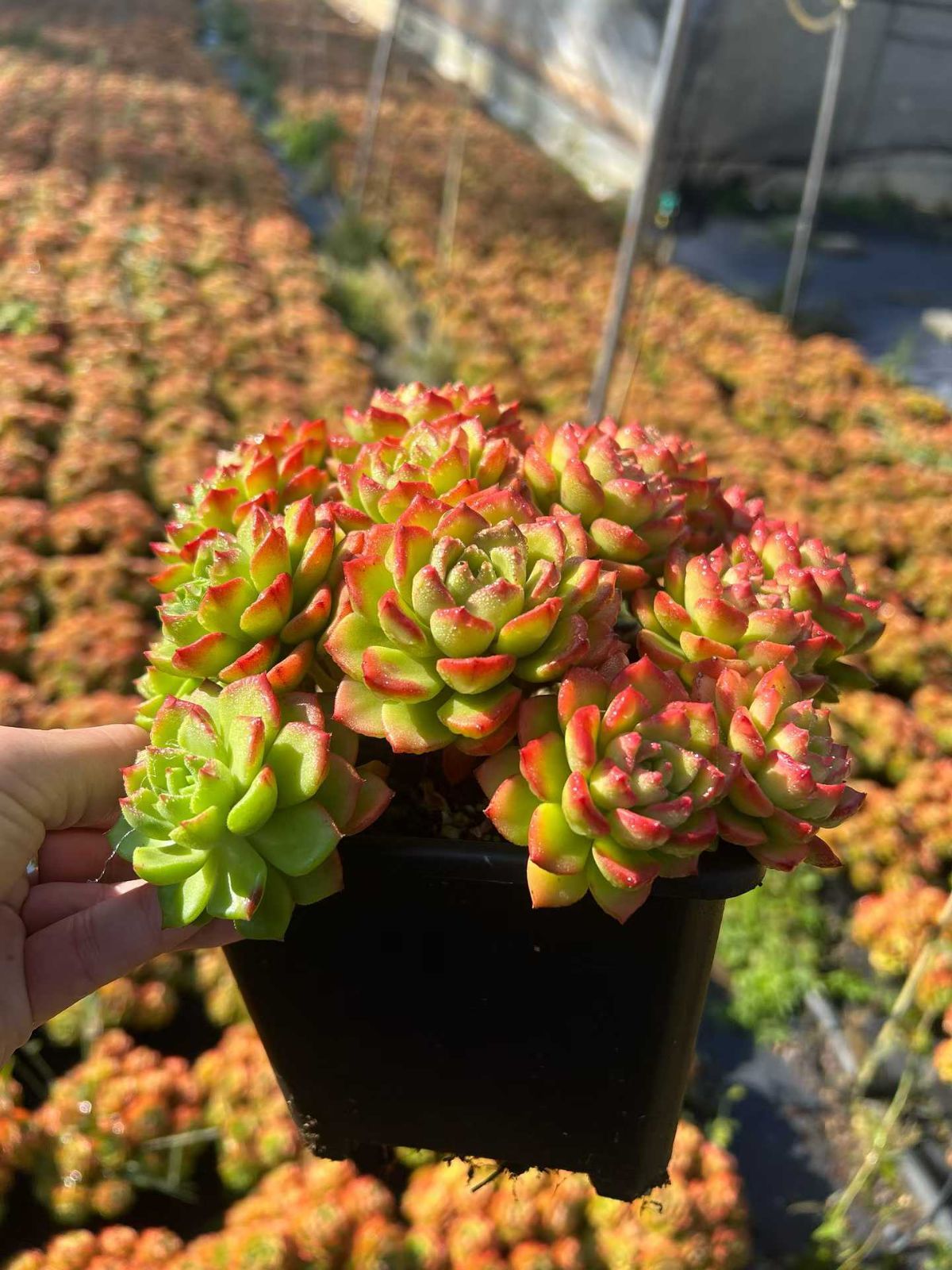 多肉植物 Z3086 ティア 12株 抜き苗 エケベリア セダム アエオニウム