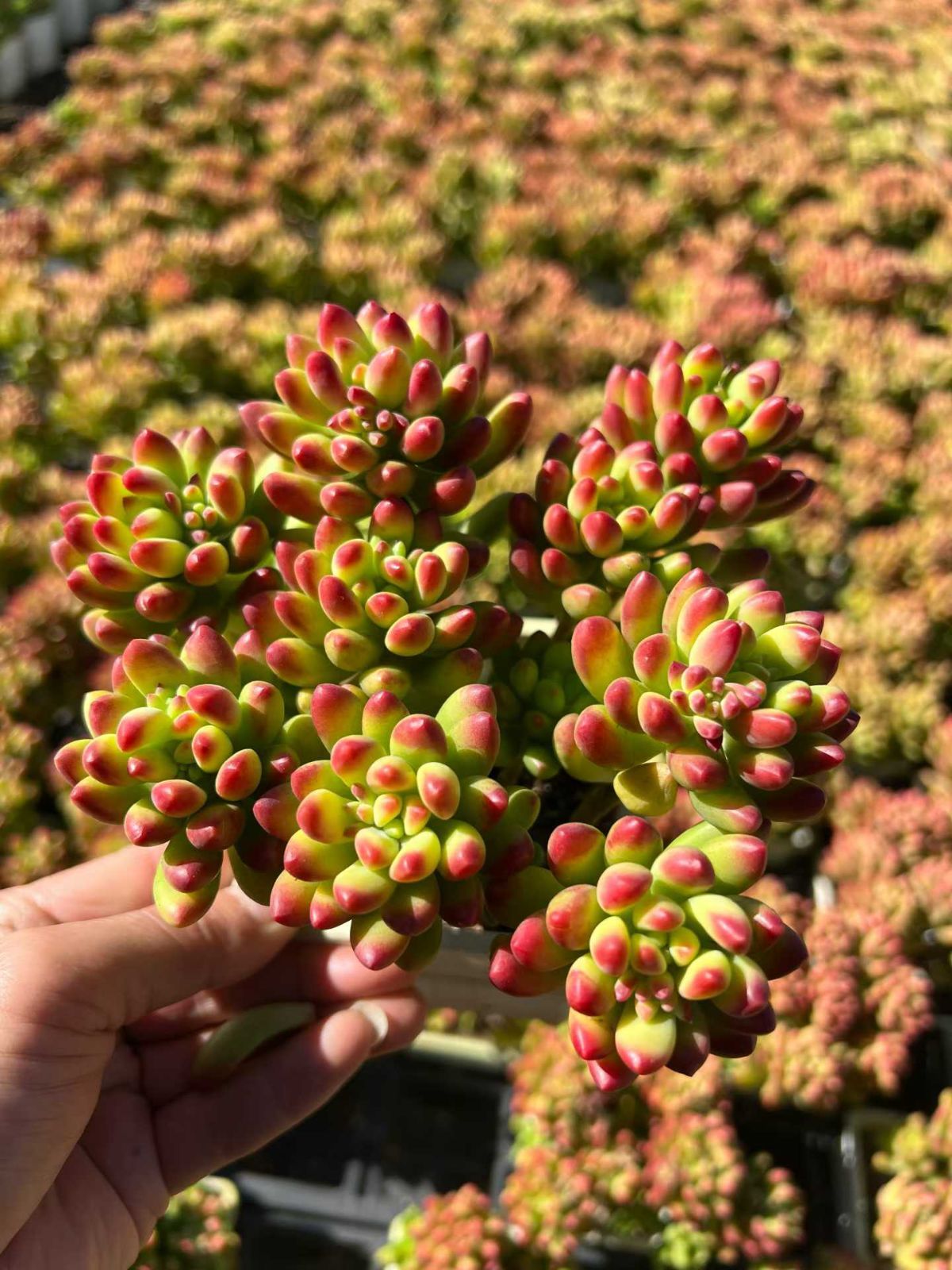 多肉植物 Z3088 シュンホウ 18株 抜き苗 エケベリア セダム