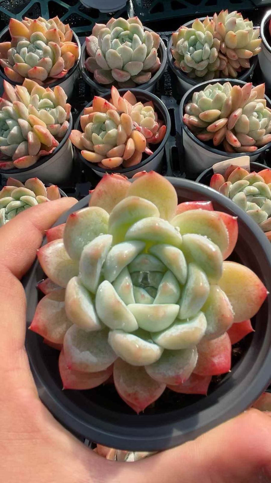 多肉植物 Z3092 ヒョウム 24株 抜き苗 エケベリア セダム アエオニウム