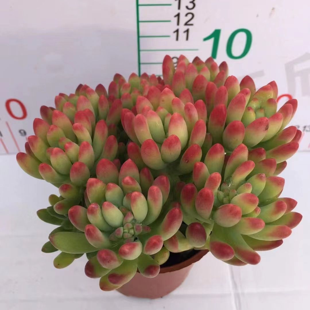 多肉植物 Z3106 シュンホウ 18株 抜き苗 エケベリア セダム