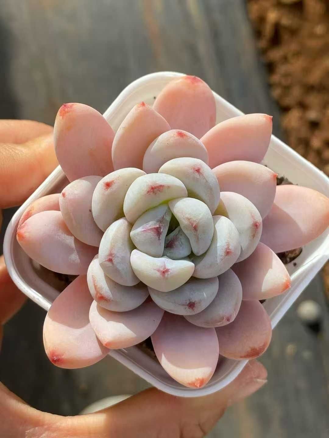 多肉植物 Z3504 ホシユキ 20株 抜き苗 エケベリア セダム アエオニウム