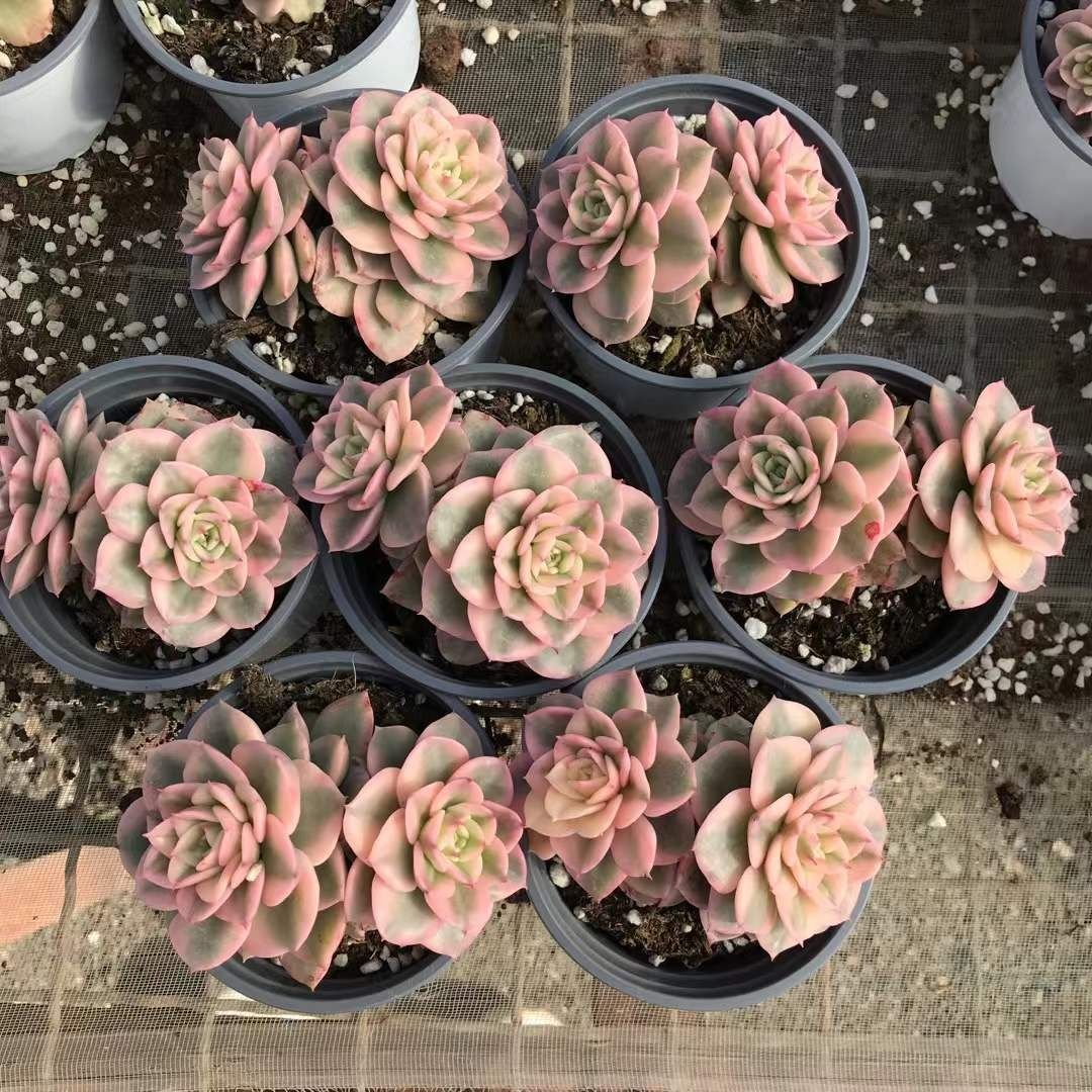 多肉植物 Z3083 ワックスペオニーバリエゲイティッド 18株 抜き苗