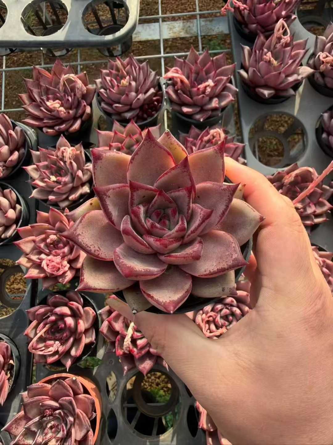 多肉植物 Z3418 ケツラ 18株 抜き苗 エケベリア セダム アエオニウム