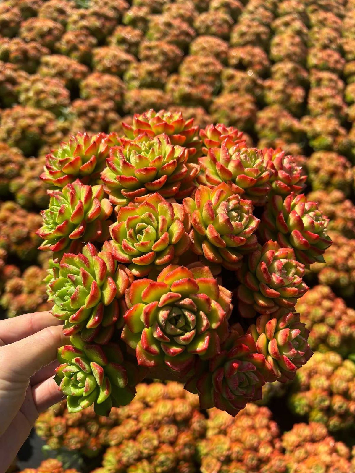 多肉植物 Z3086 ティア 12株 抜き苗 エケベリア セダム アエオニウム