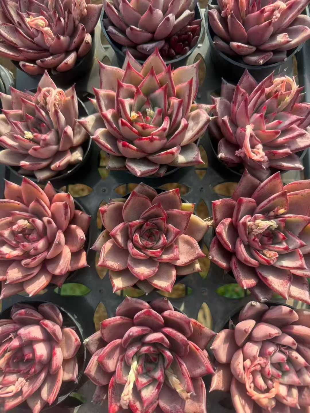 多肉植物 Z3418 ケツラ 18株 抜き苗 エケベリア セダム アエオニウム