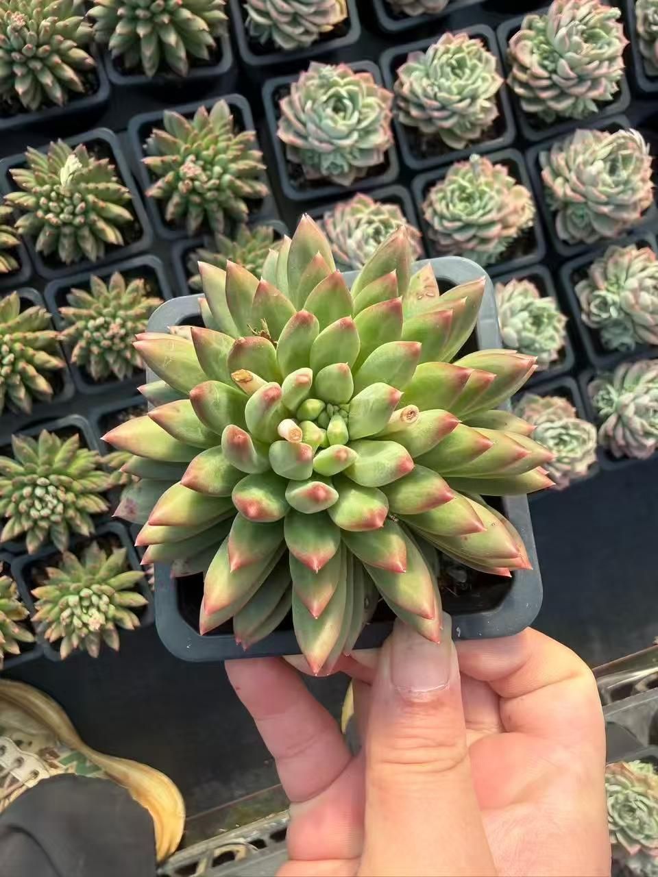 多肉植物 Z3432 コッコツモジ 15株 抜き苗 エケベリア セダム