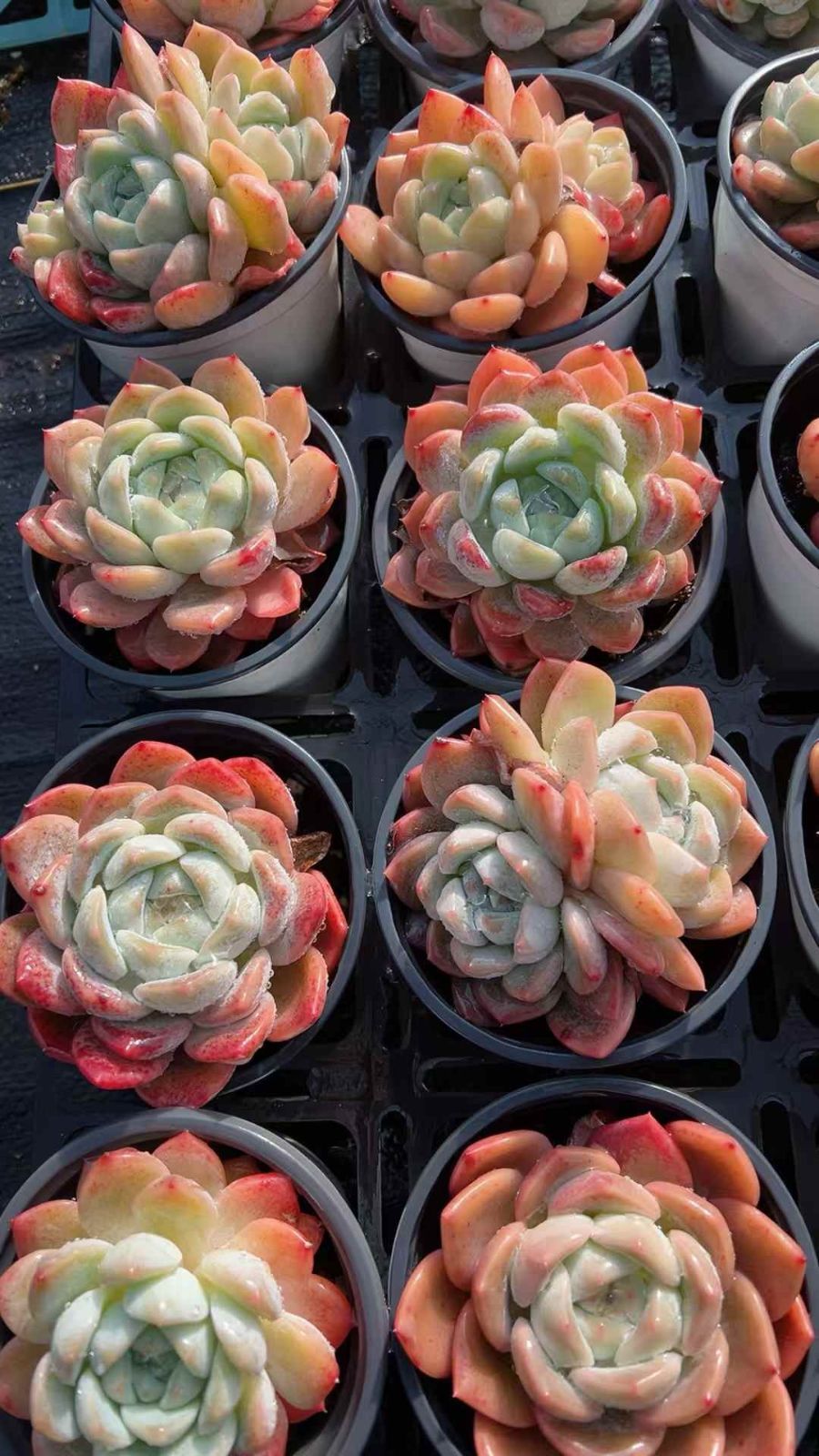 多肉植物 Z3092 ヒョウム 24株 抜き苗 エケベリア セダム アエオニウム