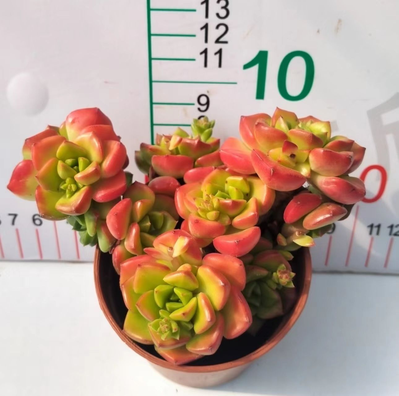 多肉植物 Z3109 ティア 18株 抜き苗 エケベリア セダム アエオニウム