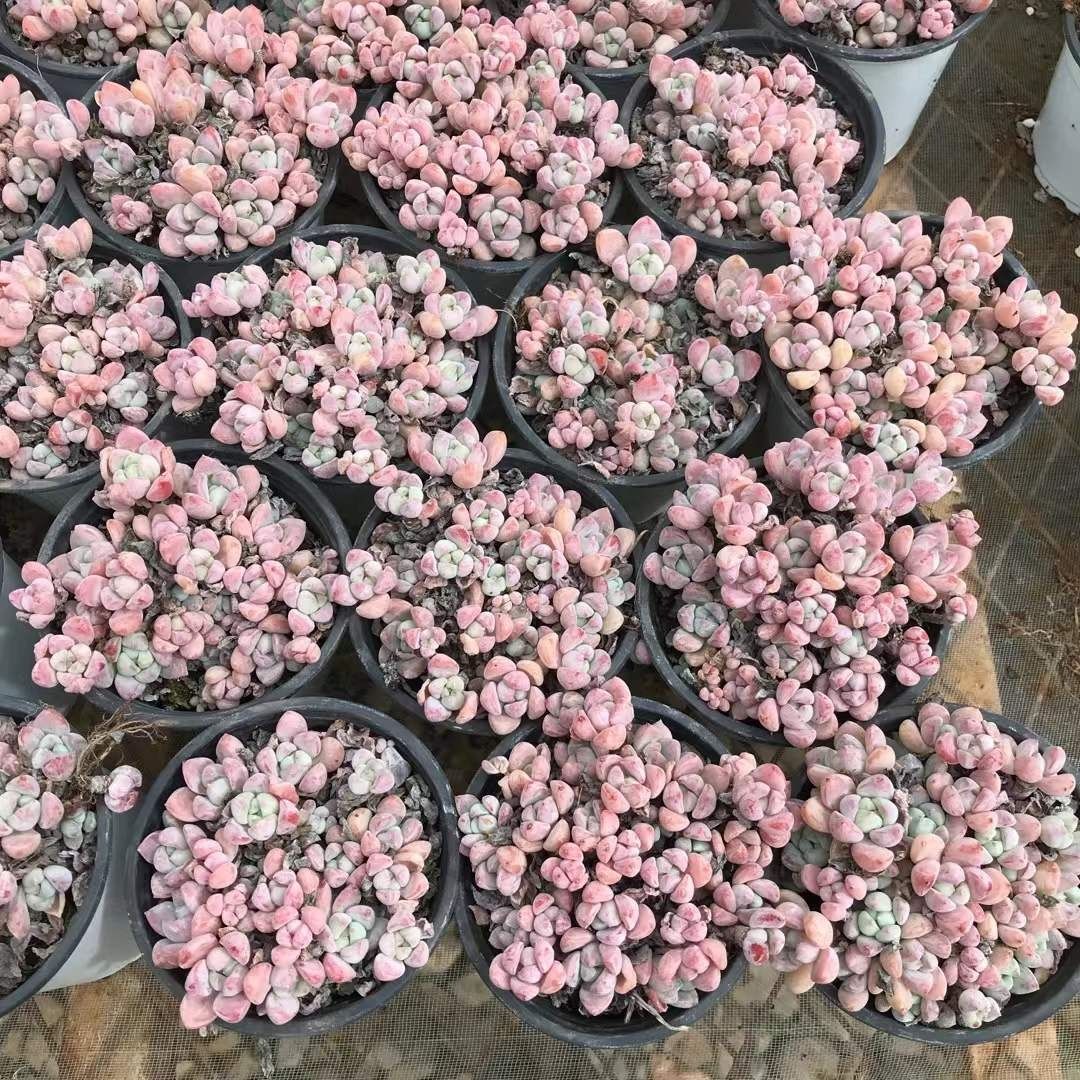 多肉植物 Z3080 センボンザクラ 18株 抜き苗 エケベリア セダム