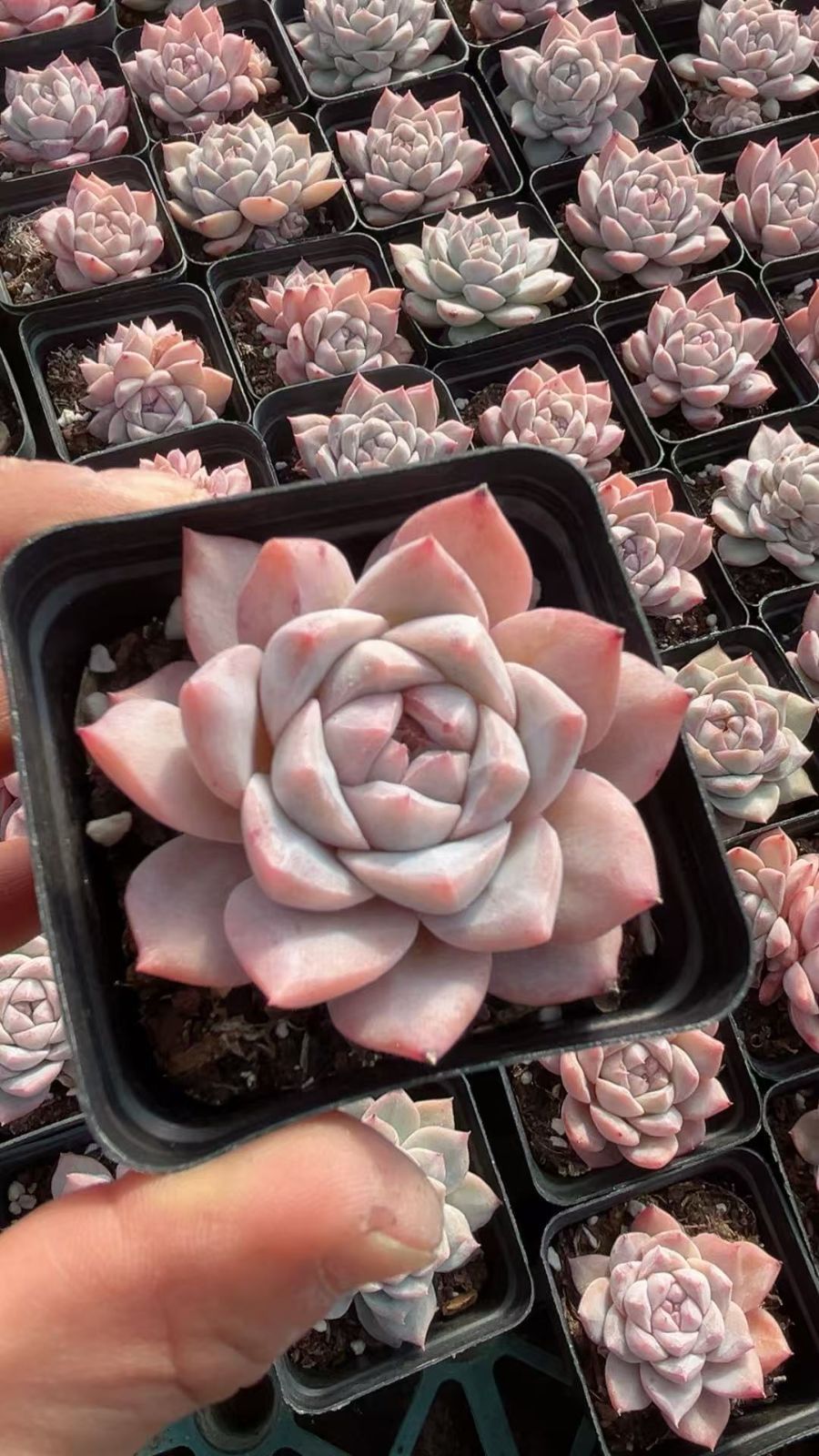 多肉植物 Z3408 ピンクダイヤジェニー 50株 抜き苗 エケベリア セダム