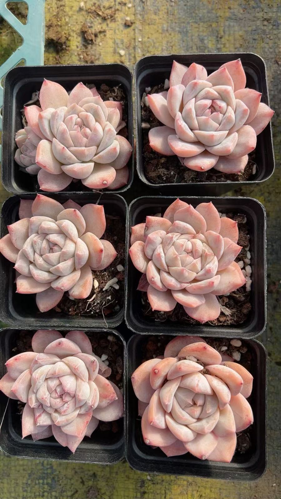 多肉植物 Z3408 ピンクダイヤジェニー 50株 抜き苗 エケベリア セダム