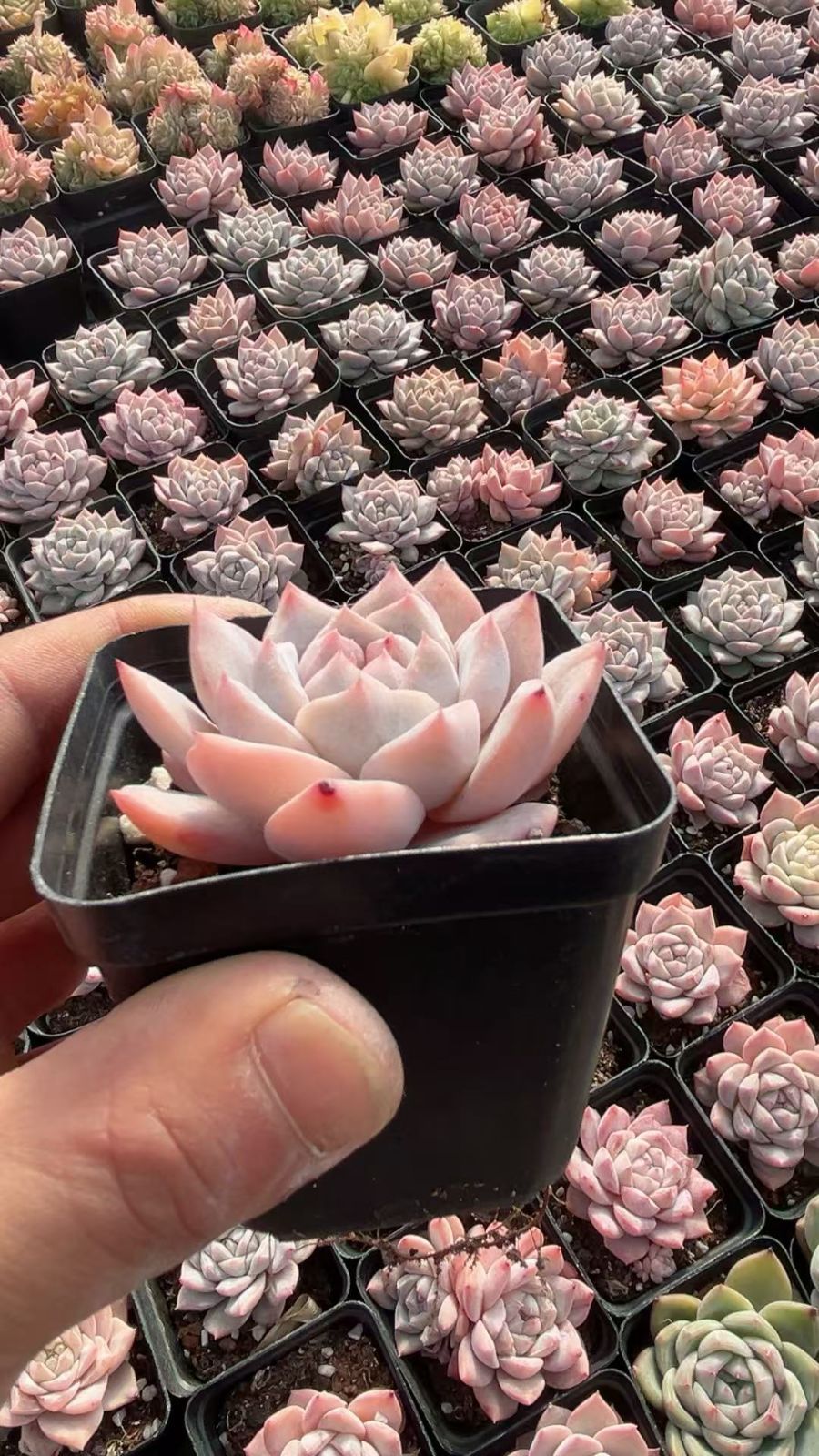 多肉植物 Z3408 ピンクダイヤジェニー 50株 抜き苗 エケベリア セダム