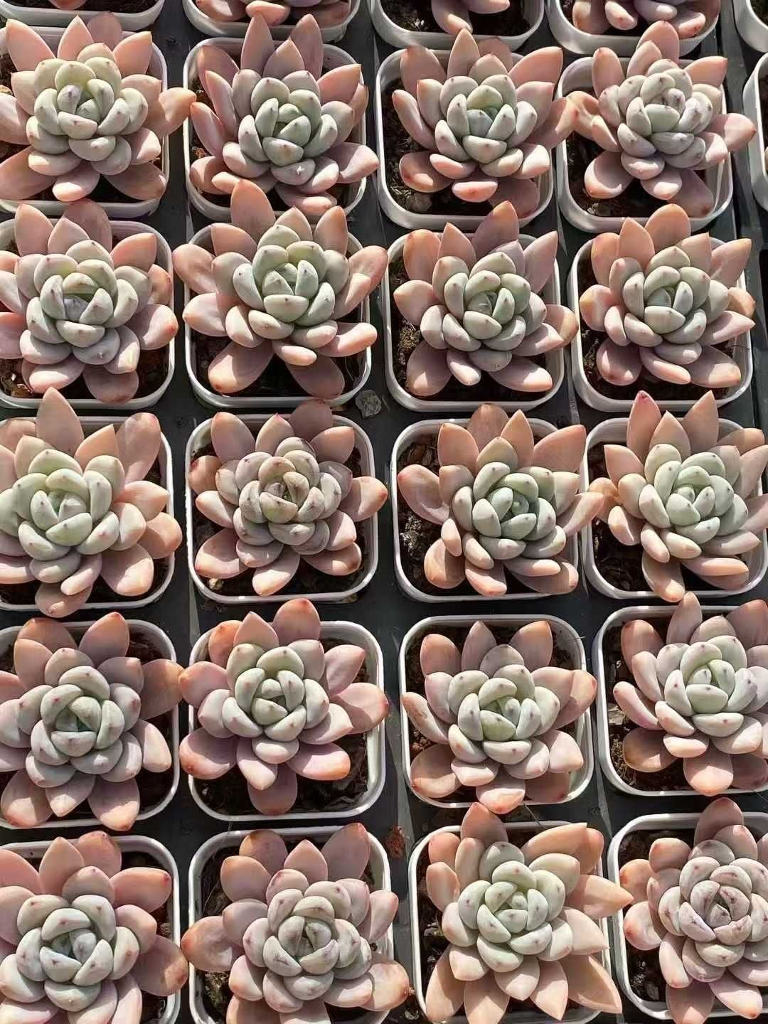 多肉植物 Z3504 ホシユキ 20株 抜き苗 エケベリア セダム アエオニウム