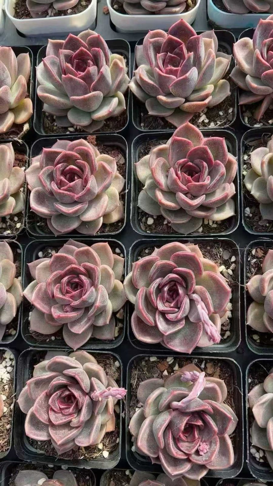 多肉植物 Z3506 カイオウホウセキ 20株 抜き苗 エケベリア セダム