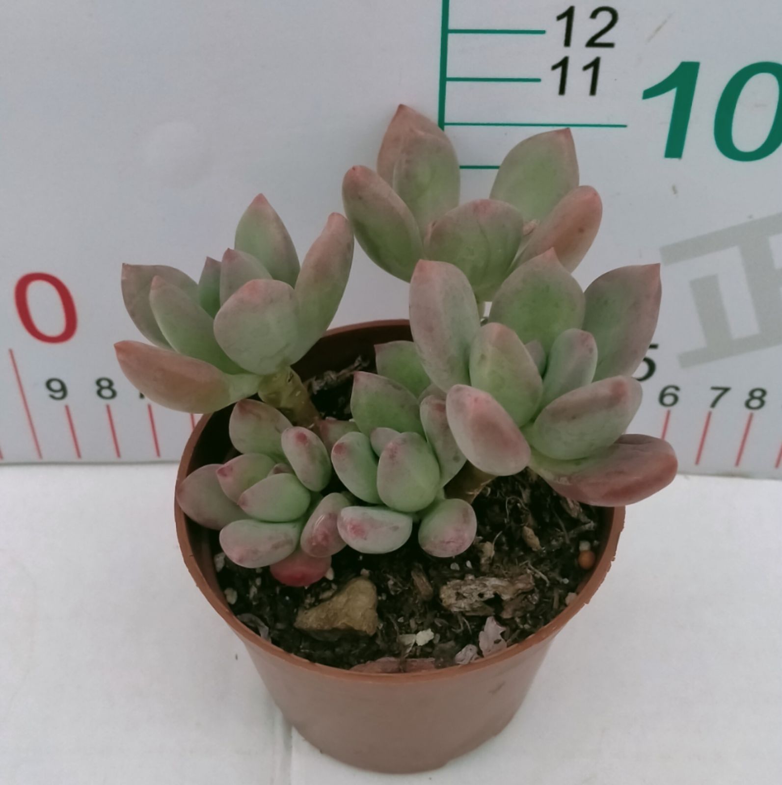 多肉植物 Z3126 ベニビジン 18株 抜き苗 エケベリア セダム