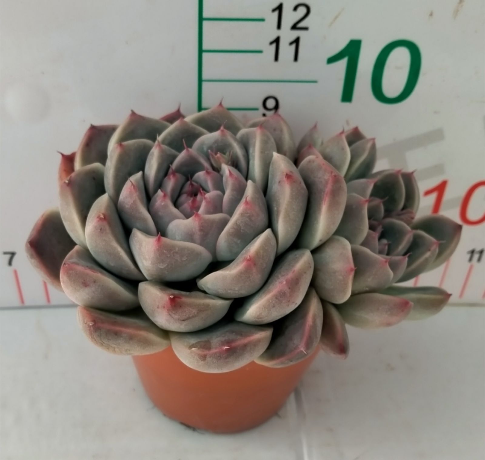 多肉植物 Z3093 アルバビューティ 18株 抜き苗 エケベリア セダム