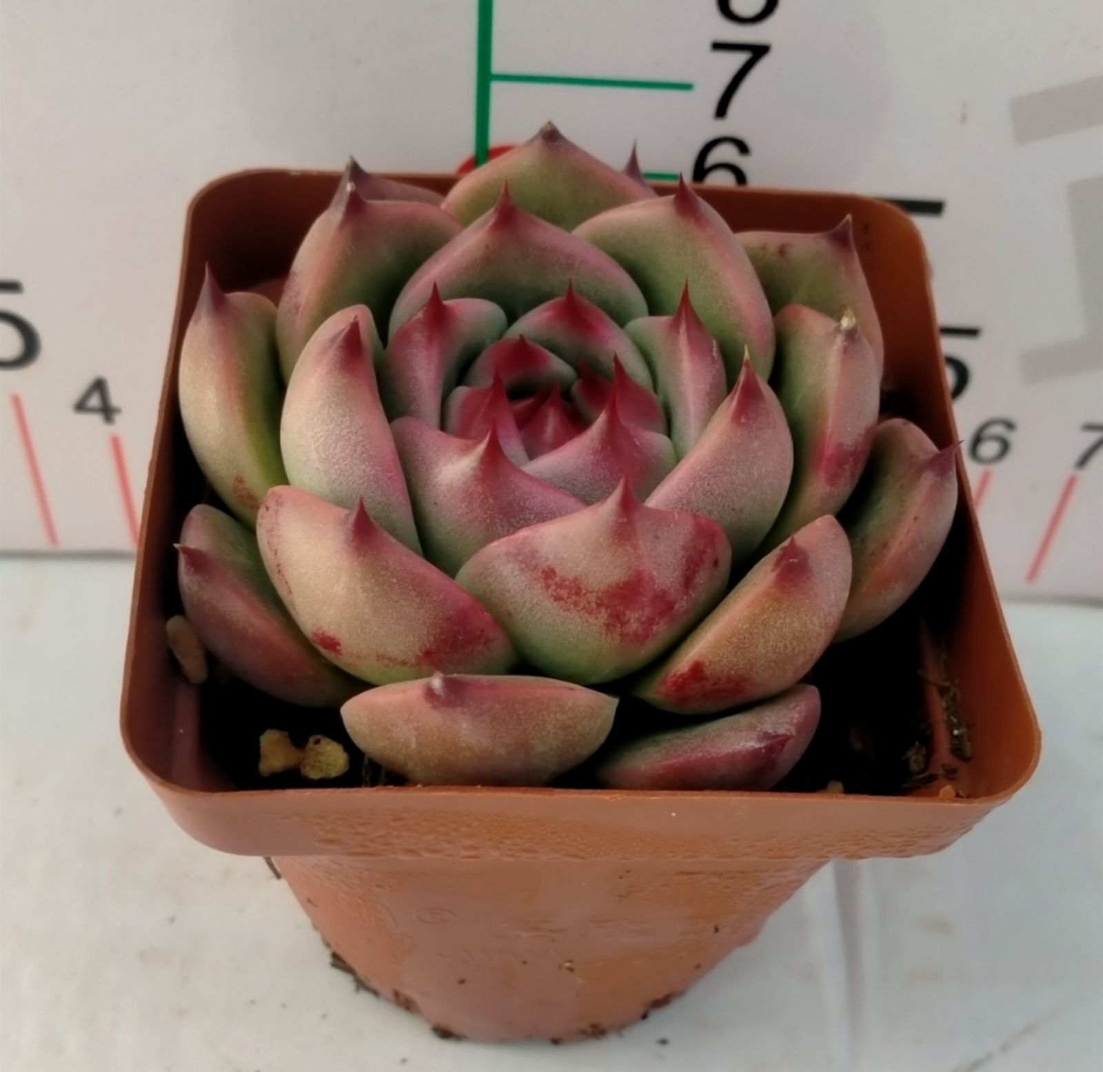 多肉植物 Z3111 トウウンザツ 32株 抜き苗 エケベリア セダム