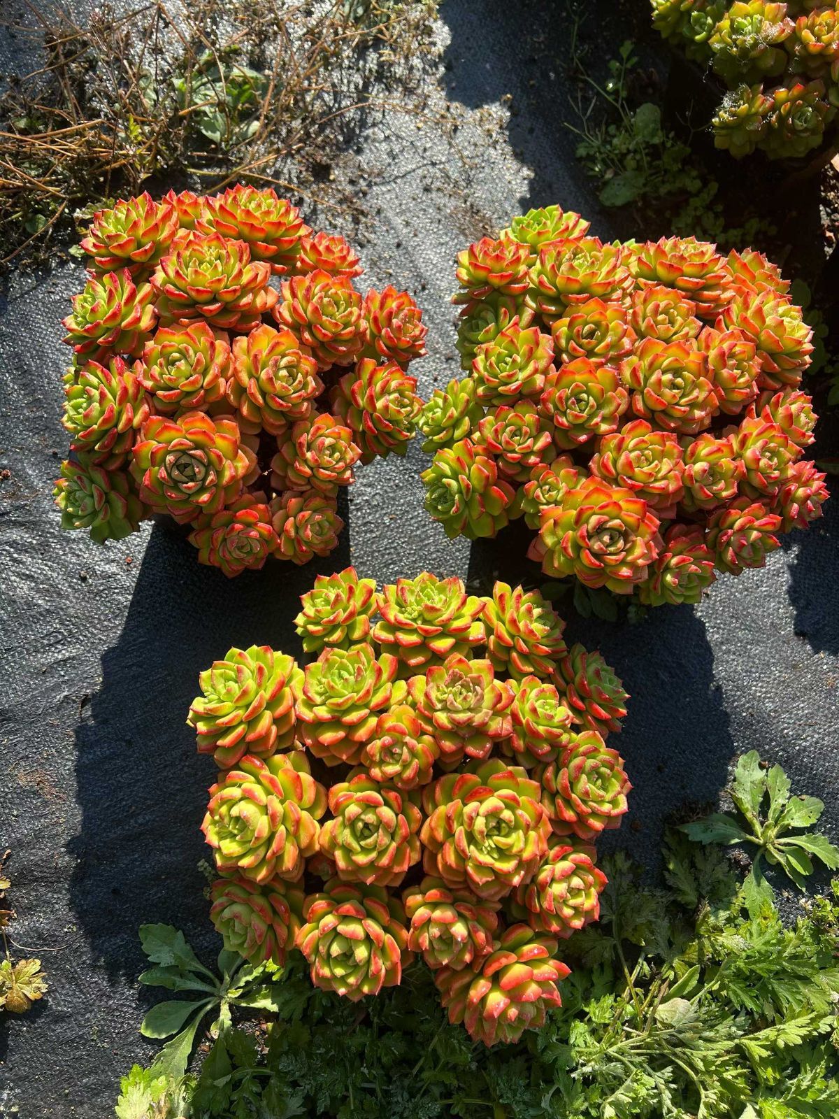 多肉植物 Z3086 ティア 12株 抜き苗 エケベリア セダム アエオニウム