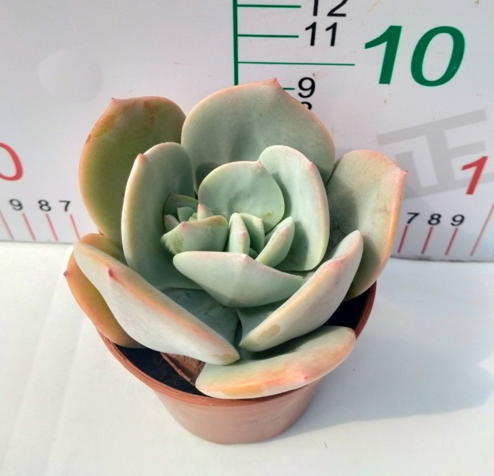 多肉植物 Z3097 ハクホウ 18株 抜き苗 エケベリア セダム アエオニウム