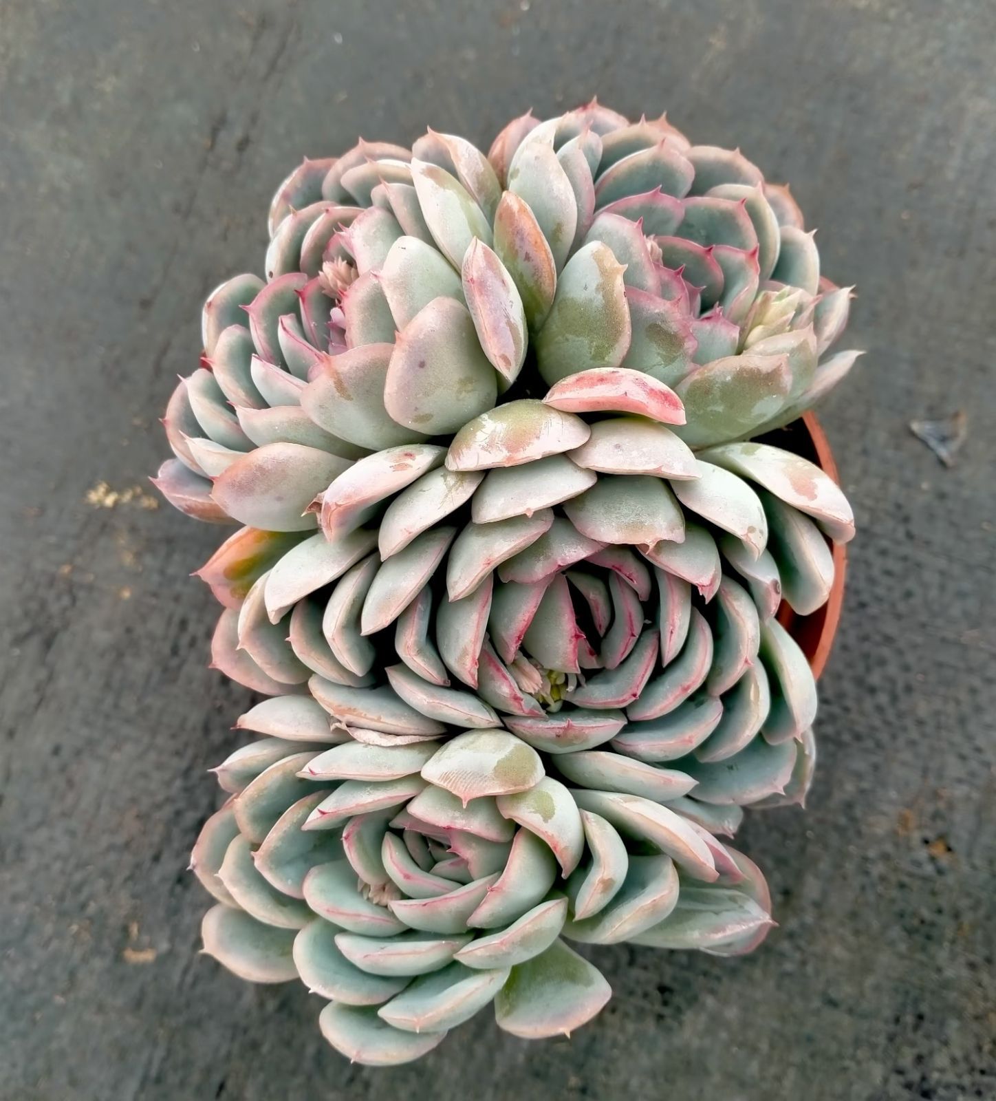 多肉植物 Z3131 ベニベンツキカゲ 18株 抜き苗 エケベリア セダム