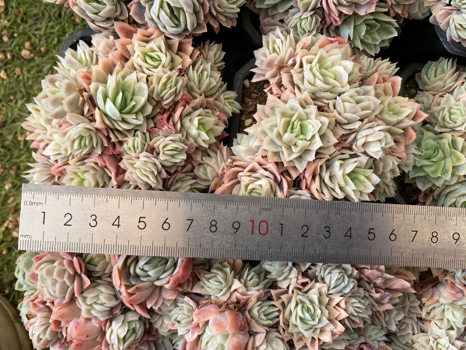 多肉植物 Z3053 ローズクイーンニシキ 12株 抜き苗 エケベリア セダム