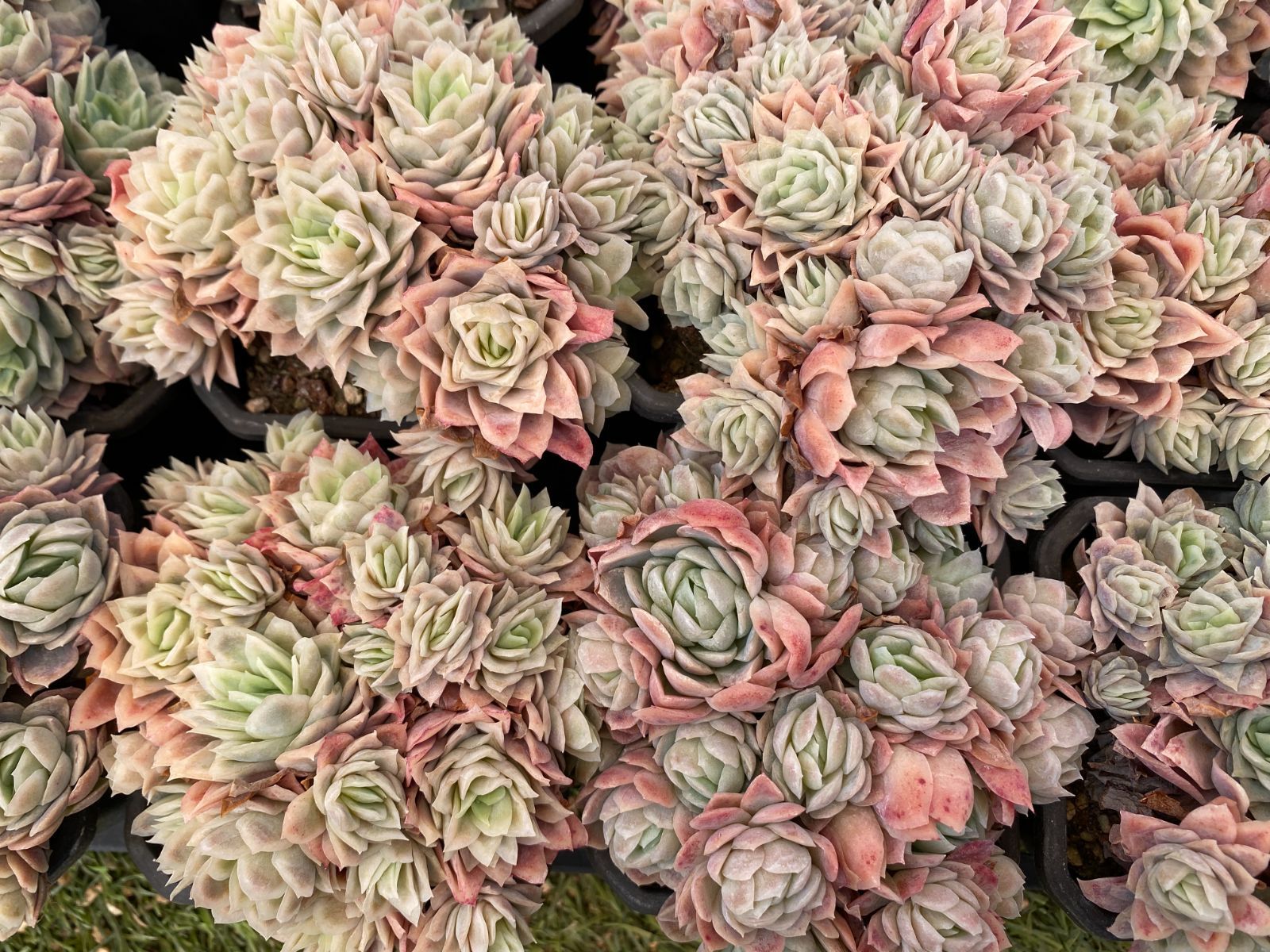 多肉植物 Z3053 ローズクイーンニシキ 12株 抜き苗 エケベリア セダム