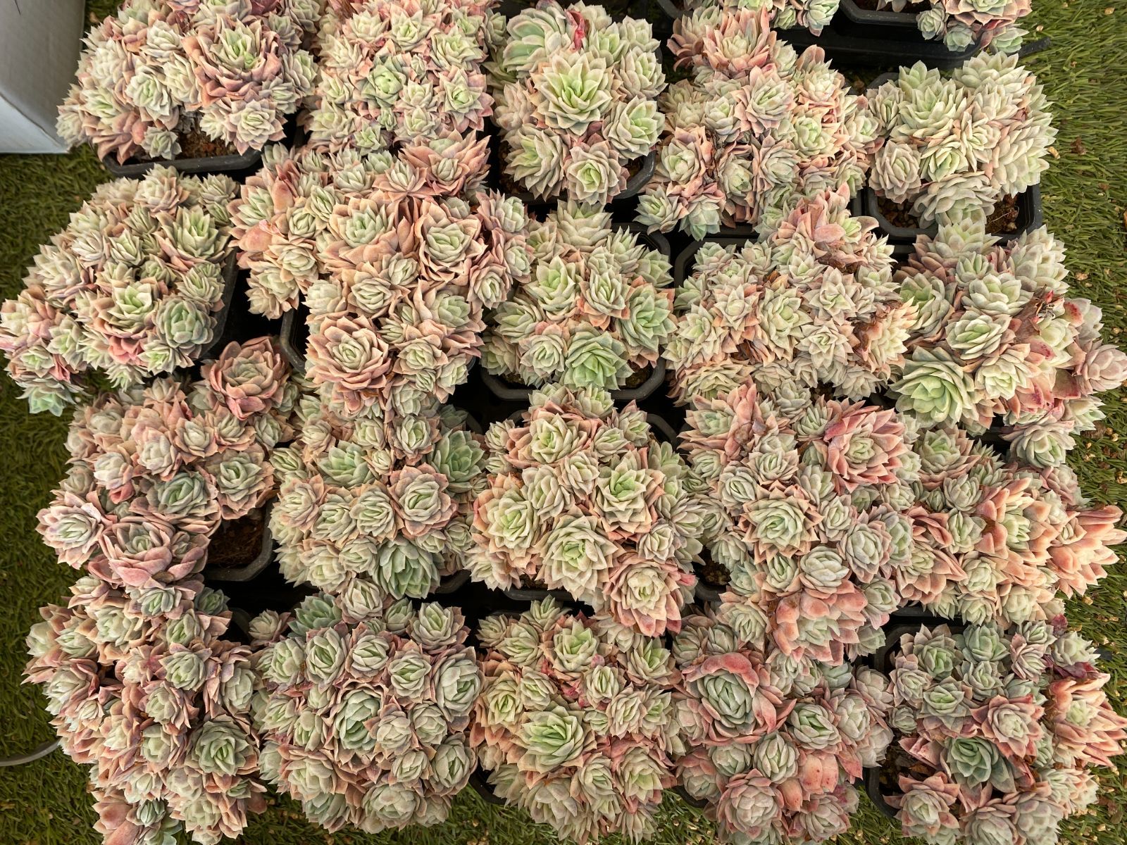 多肉植物 Z3053 ローズクイーンニシキ 12株 抜き苗 エケベリア セダム