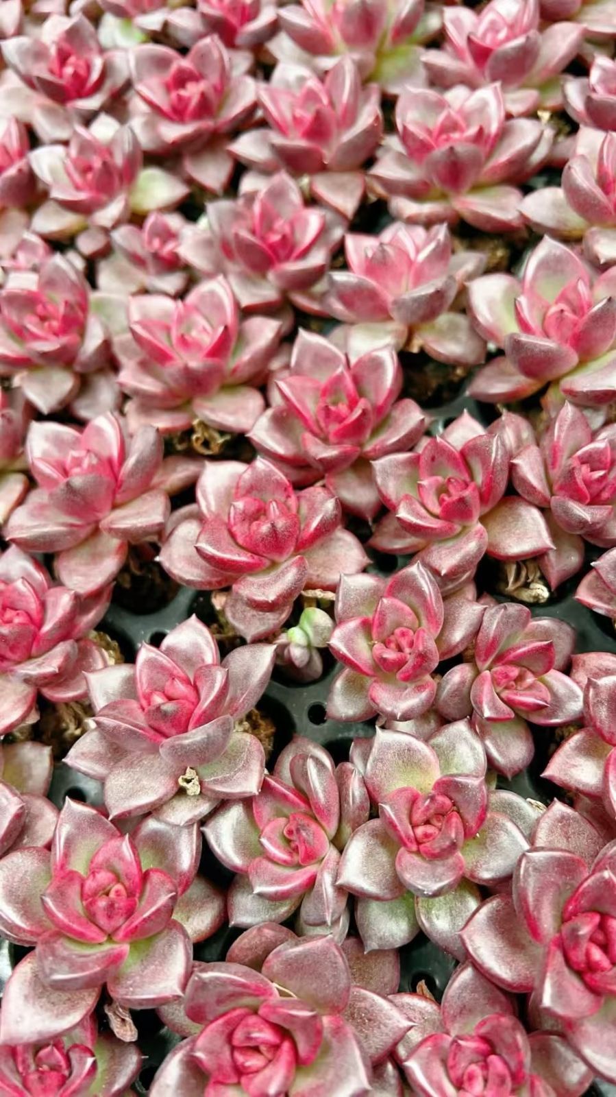 新入荷 ホウハイローズ 鮮やかな105苗セット 土と根付き 多肉植物